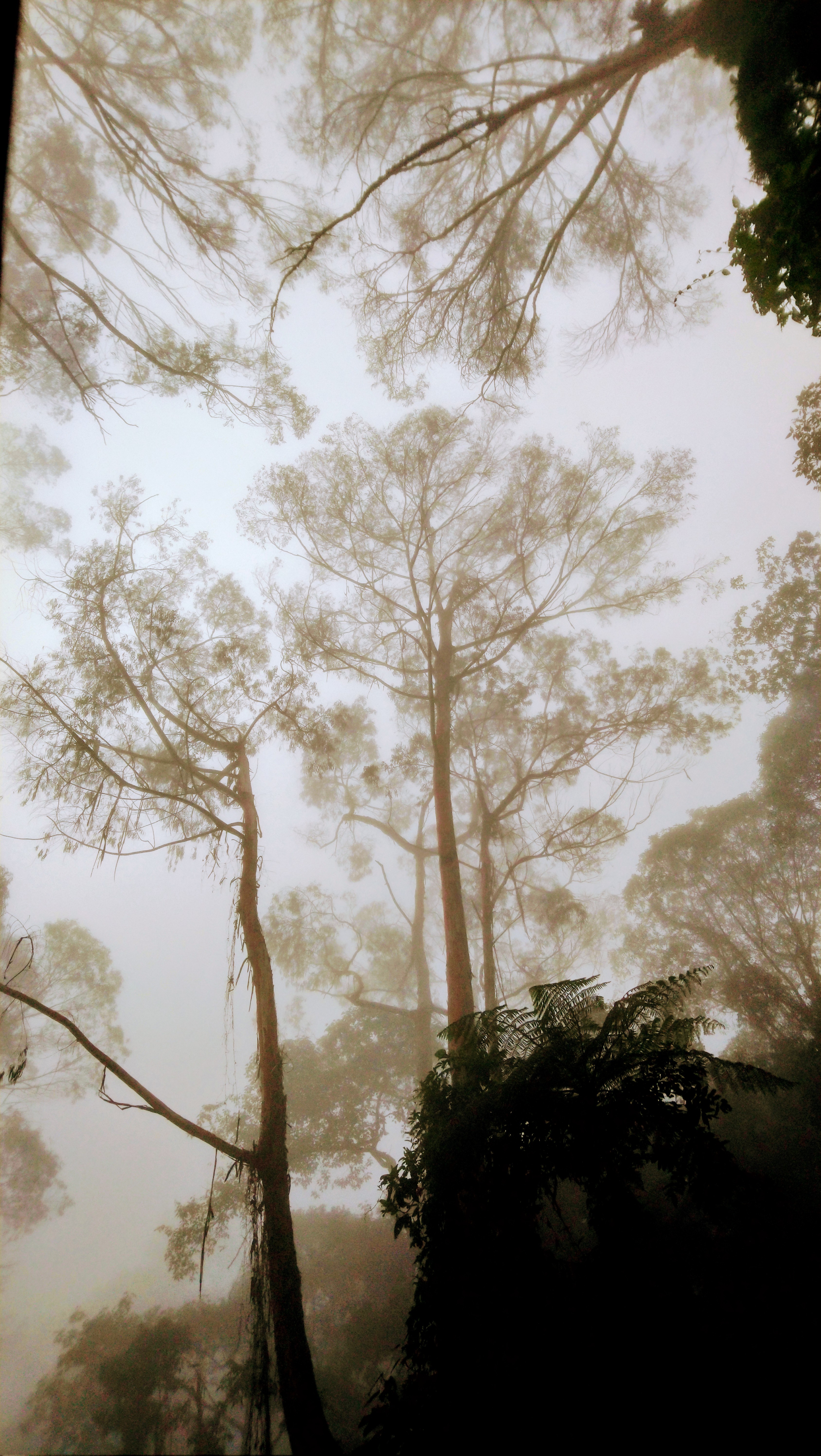 31,35,138,153.402496