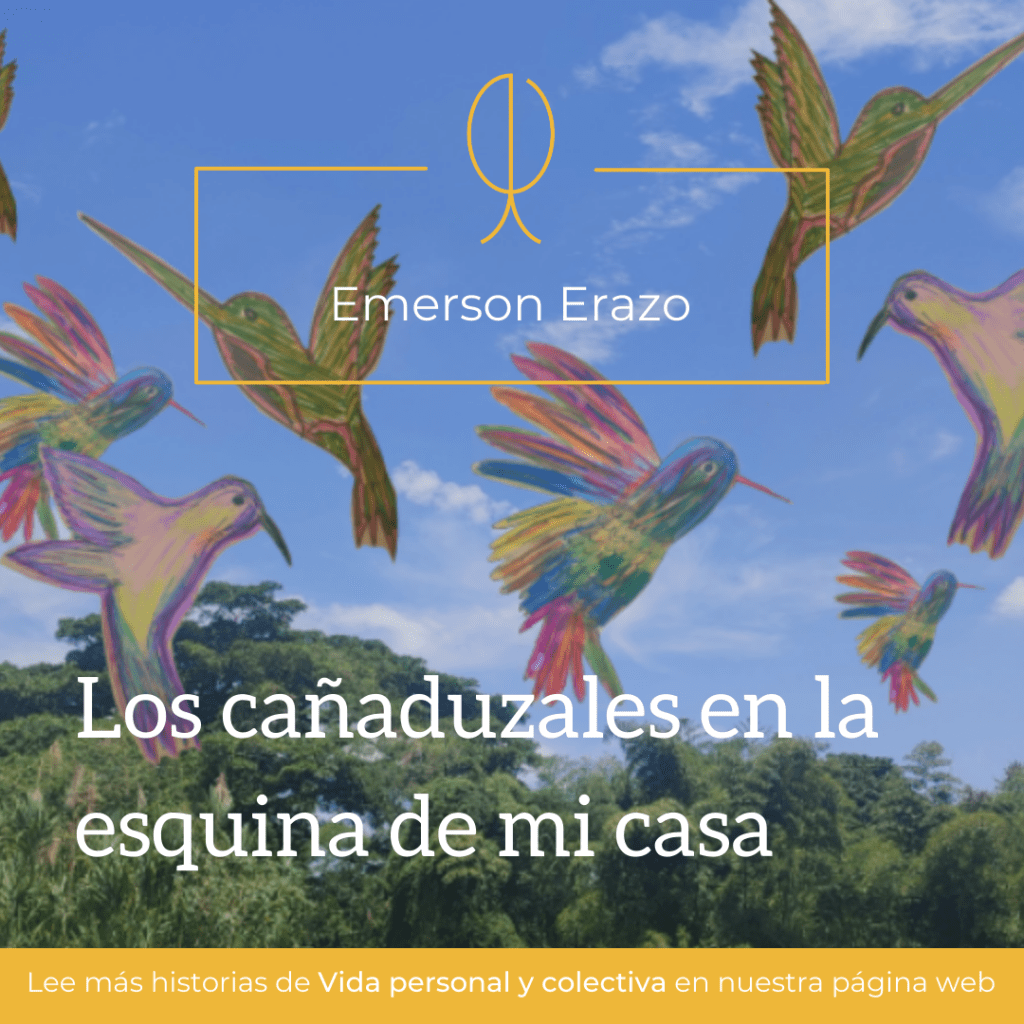 Los cañaduzales en la esquina de mi&nbsp;casa